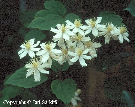 Clematis 'Paul Farges'